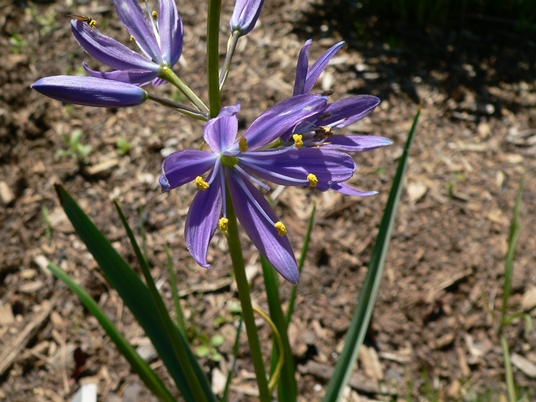 {Camassia leichtlinii}